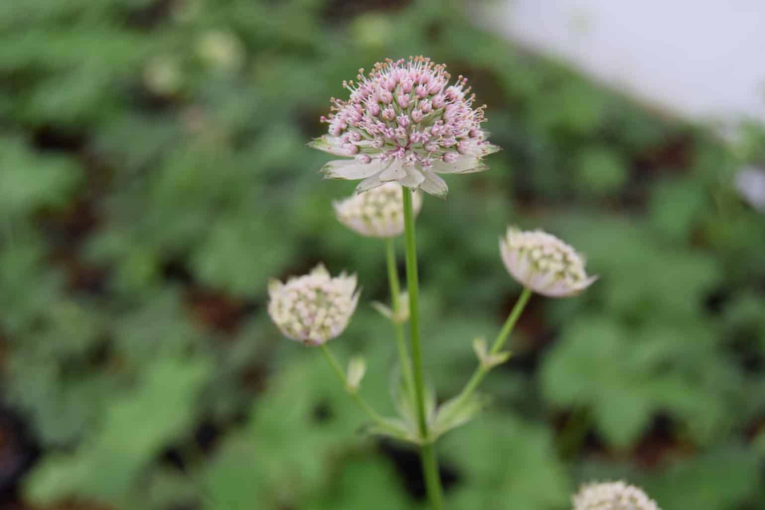 Astrantia major ---